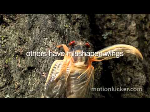 Mysteries of Nature: The Return of the Cicadas!