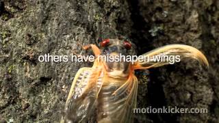 The Return of the Cicadas