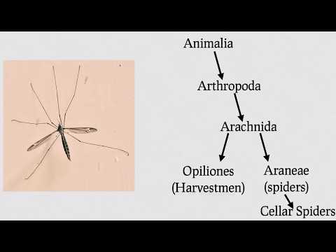 Are Daddy Longlegs Spiders?  (Re: 8 Animal Misconceptions Rundown)