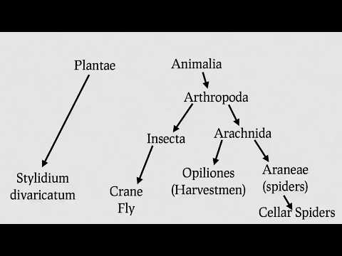 Are Daddy Longlegs Spiders?  (Re: 8 Animal Misconceptions Rundown)