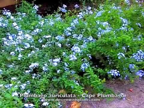 download lagu mp3 mp4 Plumbago, download lagu Plumbago gratis, unduh video klip Plumbago