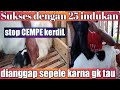 Ambing Susu Besar Tapi Air Susunya Sedikit