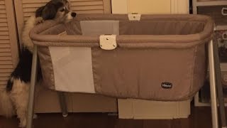 Silver Jews - Pet Politics