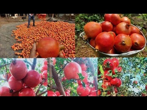 Awesome agriculture  Pomegranate Cultivation - pomegranate farming