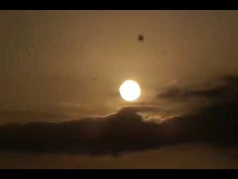 Flock of birds at SunRise 🌄(🎼Coldplay - O (Fly On) - Extended )