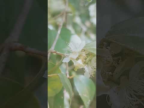 Algumas goiabas verdes ao lado das Pitangueiras.  Pirassununga SP 16.09.2025.