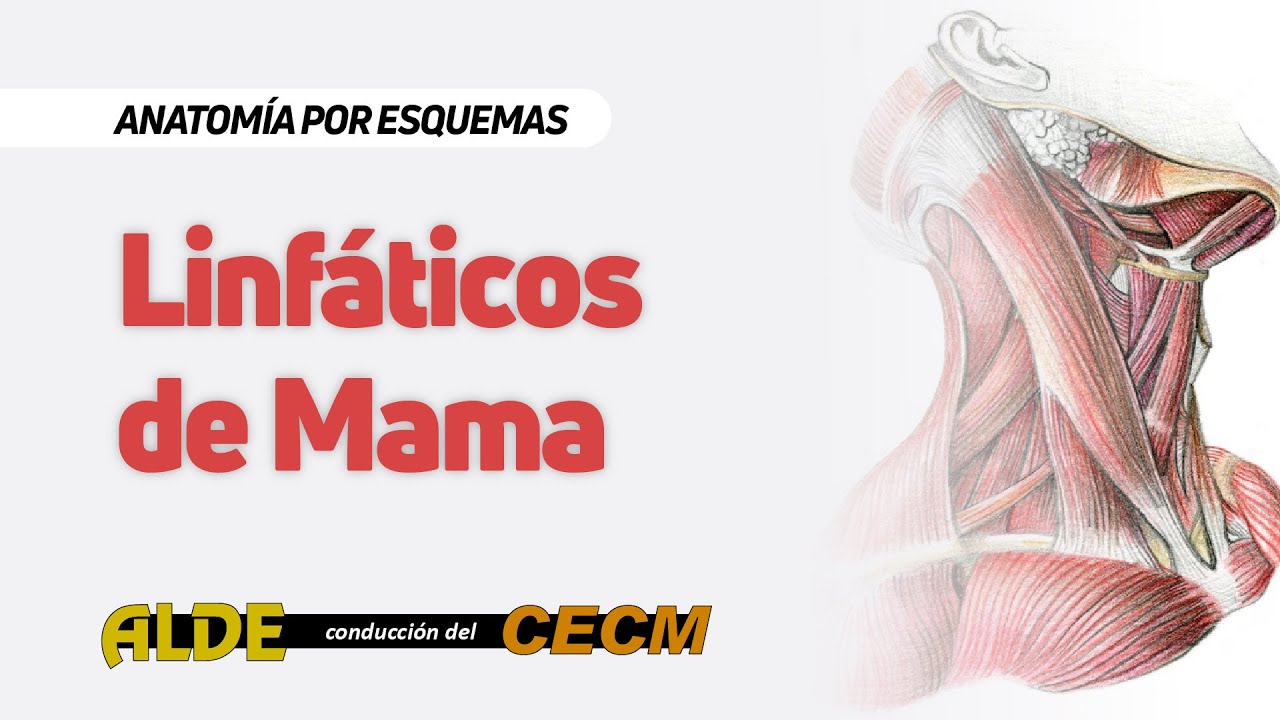 CURSO DE ANATOMÍA POR ESQUEMAS 2 AÑO: Linfáticos de Mama