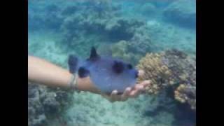 Danse avec un fugu AVEC Moby sunspot autorisation