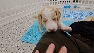 Video preview image #14 Bordoodle Puppy For Sale in CONWAY, MO, USA