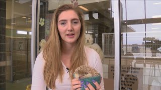 Lubbock Animal Services taking in more than cats and dogs