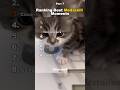 Funniest Medazelli Ranking Medazelli Tiktok