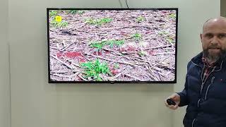 Herbicidas pré emergentes no controle da buva!!