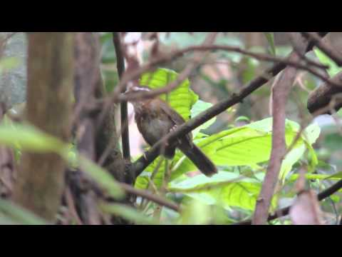 Šabľozob bielohrdlý (Pomatorhinus ruficollis) — video o speve a chove