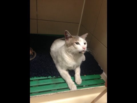 La Clinique des Animaux PC