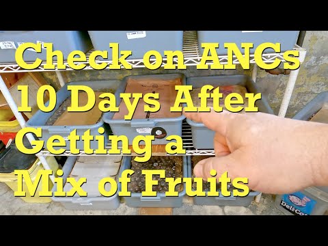 Return to African nightcrawler bin 10 days after large fruit feeding - vermicompost