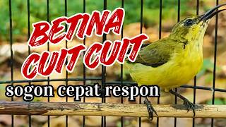 Download lagu Vitamin Suara Sogon Betina   Sound Therapy For Drop Mental Sunbird mp3