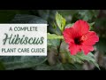 Complete Tropical Hibiscus Plant Care Guide | Hibiscus Houseplant Care and Propagation
