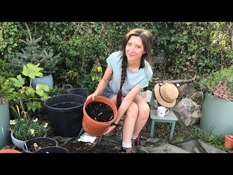 , title : 'Growing Dahlias / How To: Pot up Dahlia Tubers in Spring / Homegrown Garden'