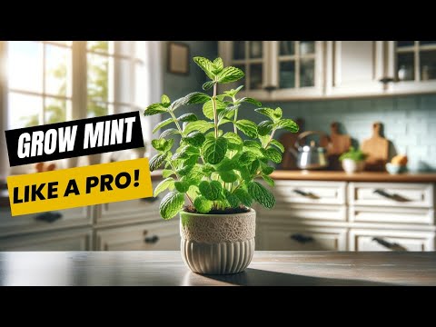 Growing Mint INDOORS Like A Pro!