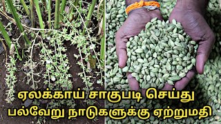 ஏலக்காய் சாகுபடி செய்து வெளிநாடுகளுக்கு ஏற்றுமதி || cardamom cultivation in tamil || elam ancha