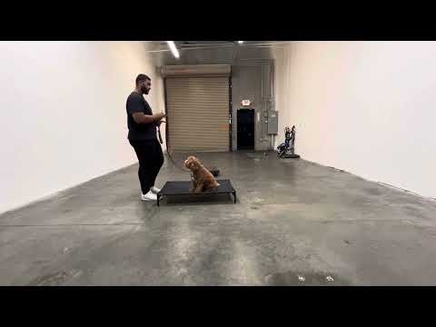 CactusK9Training video.