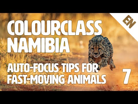 Colourclass Namibia: Episode 7 – Auto-focus Tips for Fast-moving Animals