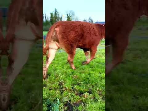 PEDIGREE LIMOUSIN SHOW  HEIFER - Image 2