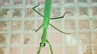 Funny Mantis Walk it Talk it