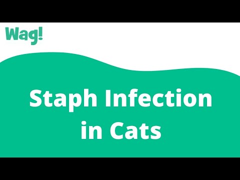Staph Infection in Cats | Wag!