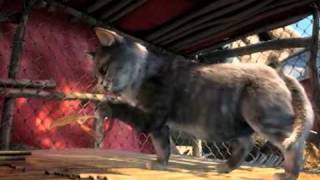 Трейлер первой части мультфильма "Шевели ластами 2 3 D"
