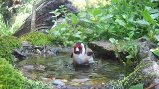 Beobachtungen am Vogelbad