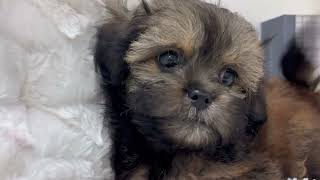 ハーフ犬の動画01