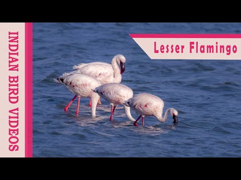 Plameniak malý (Phoeniconaias minor) — Lesser Flamingo