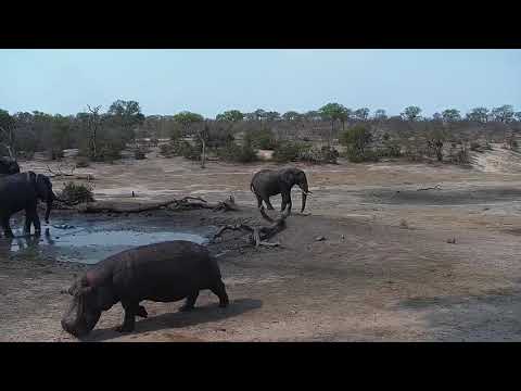 Djuma: Hippo runs out of pan as Elephant is kicking mud - 14:30 - 10/24/19