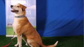 Beautiful Golden Simon Auditions for Talent Hounds