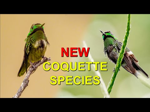 A NEW HUMMINGBIRD Species Was Born: The Butterfly Coquette