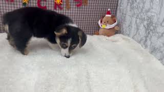 コーギーの動画01