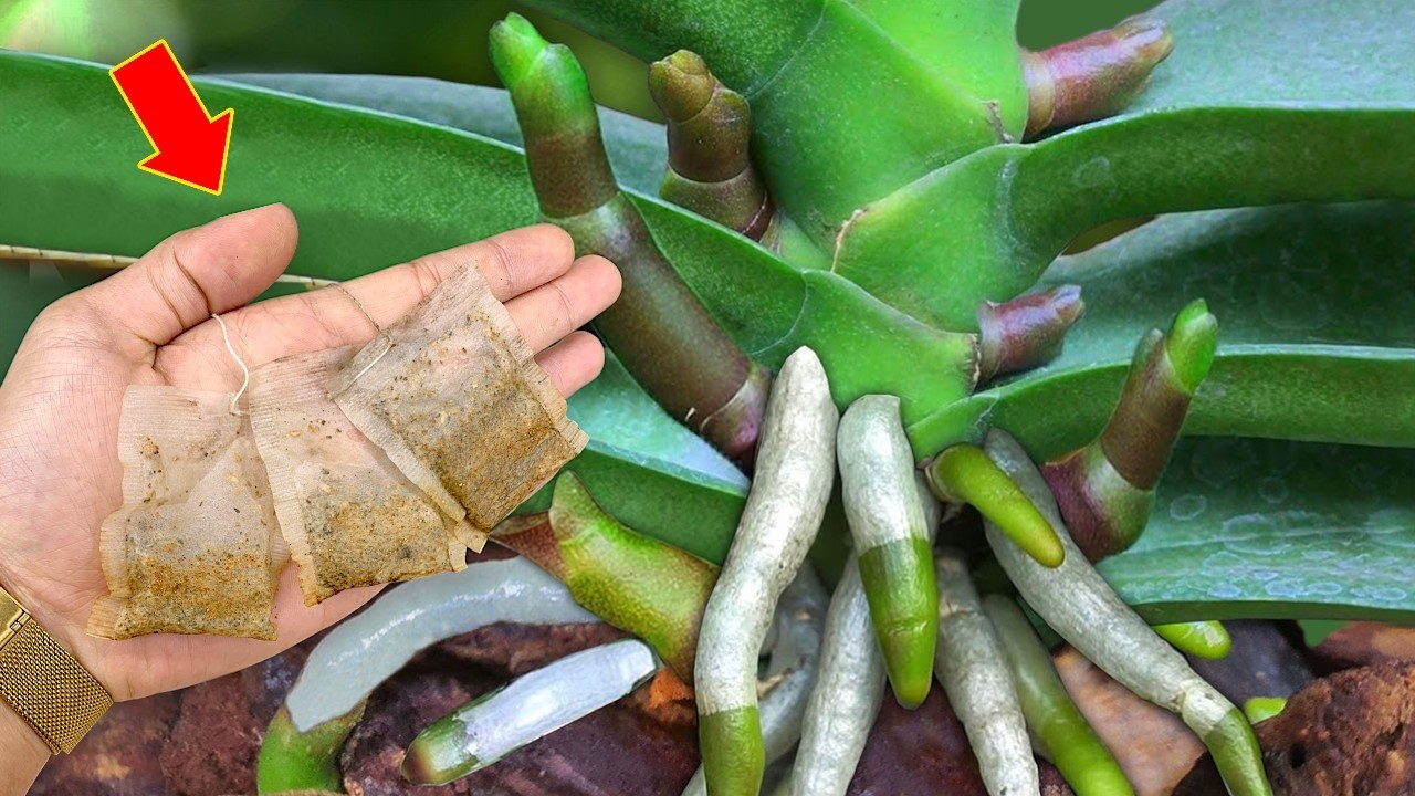 Just put it under the orchid! It will immediately bloom many new flowers all year round