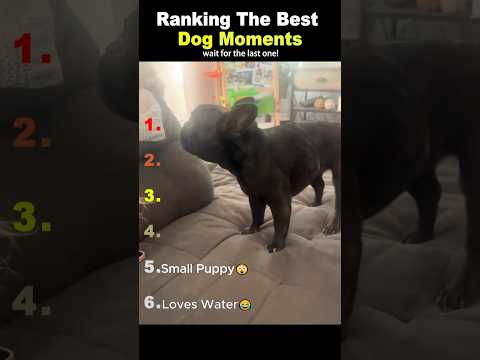Ranking The Best Dog Moments🐶🐶