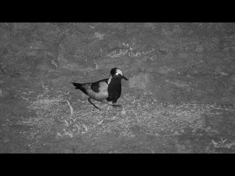 Djuma: Blacksmith Lapwings still tending remaining egg(past hatch time) - 22:50 - 09/11/20