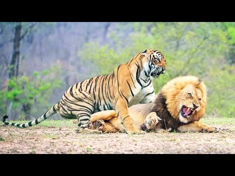 LEÃO vs TIGRE | 5 CONFRONTOS ENTRE LEÕES E TIGRES GRAVADOS POR CÂMERAS