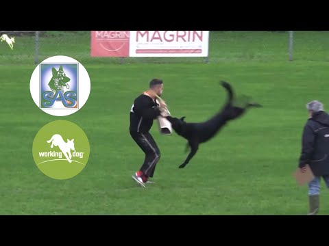 Long attack - Campionato Addestramento SAS Cani Nati ed Allevati in Italia 2024