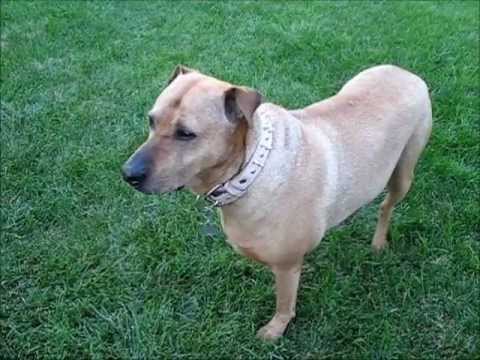 A Rhodesian Ridgeback Sharpei Mixed Breed Pet Dog Bestfriend Jazevox Video