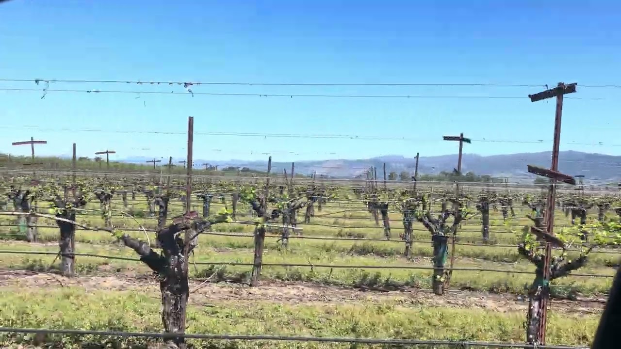 Early Spring Bud Break — Quercus Ranch Sauvignon Blanc vineyard video tour, Big Valley Basin AVA, Lake County, California