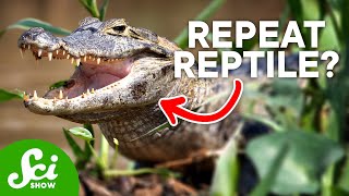 5 Strangely Familiar Ancient Animals