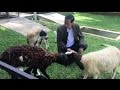 #JKWVLOG Kelahiran Dua Ekor Anak Kambing di Istana Bogor #JKWVLOG Kelahiran Dua Ekor Anak Kambing di Istana Bogor