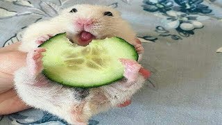 Hamsters drôles - compilation de vidéos de hamster mignons et drôles