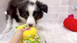 ボーダーコリーの動画01