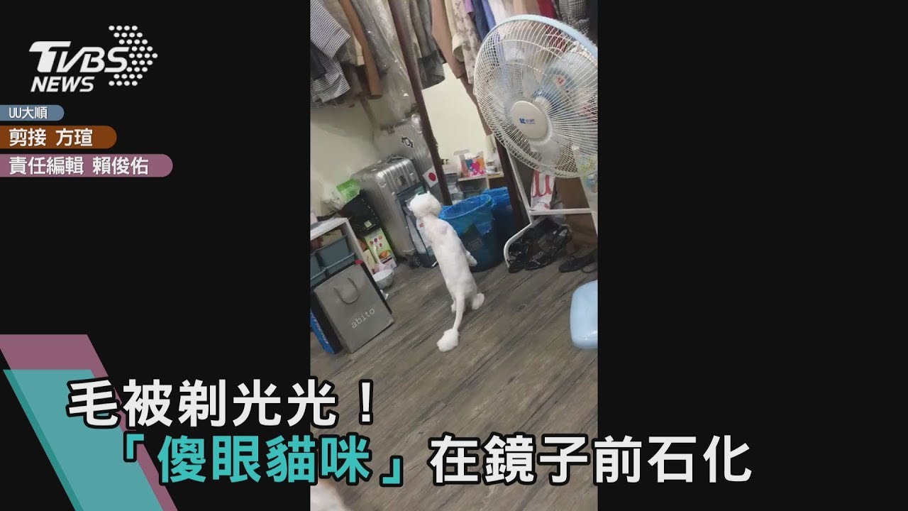 毛被剃光光！　「傻眼貓咪」在鏡子前石化