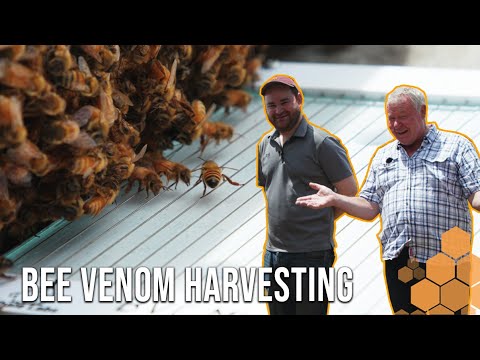 A Close Look At Bee Venom Harvesting: Strumming For Venom